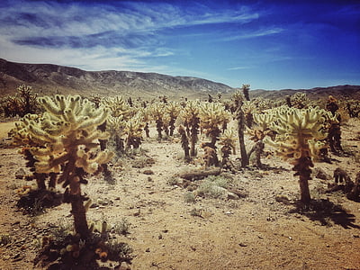 albero di Joshua, deserto, Joshua, California, paesaggio, natura, albero
