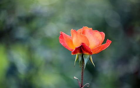 cvijet, ruža, priroda, Cvjetni, latica, ljubav, romantična