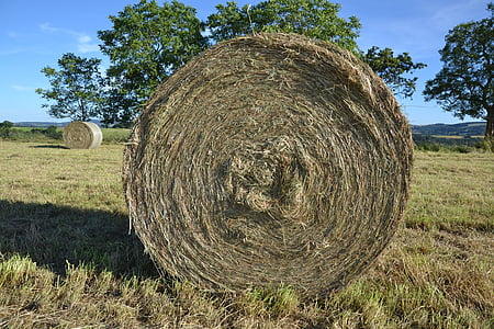 Hay, rouleau, nature, texture, sec, herbe