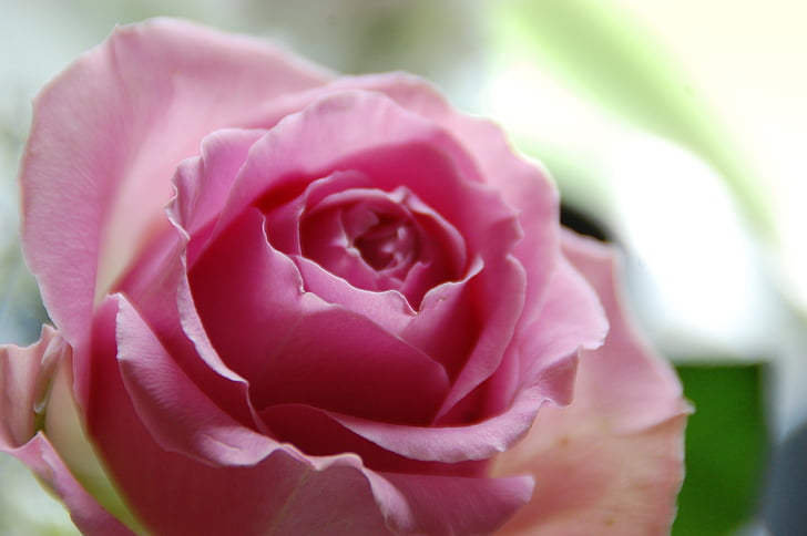 рожеві троянди, Рось, романтично, колір, Троянди, літо, квітка