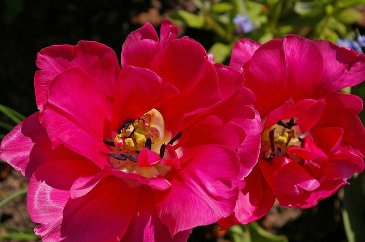 tulipány, červené tulipány, červená, květ, jaro, Příroda, květiny