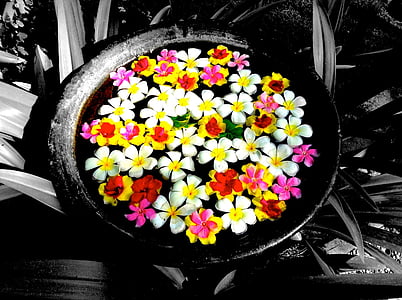 květiny, dárek, Vítej, barevné