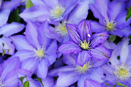 ungu, Ayu, kelopak, musim semi, Taman, warna-warni, bunga