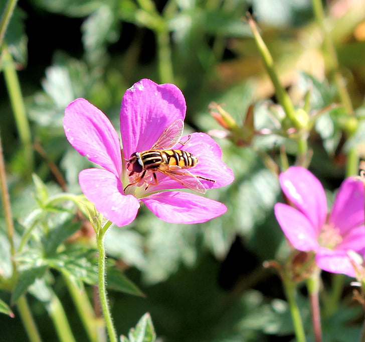 Geranium, tõusis, bug, mesilane, lennata, lilla, lill