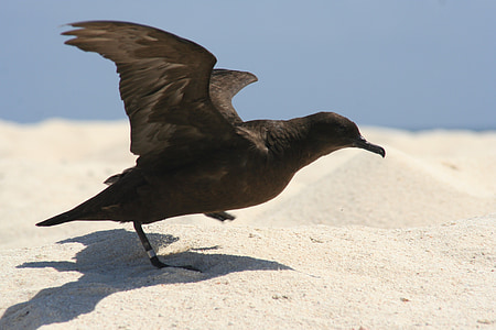 Christamas shearwater, ptica, vzletanje, krila, širjenje, Beach, prosto živeče živali, puffinus nativitatis