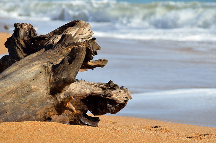 ξύλο που επιπλέει, παραλία, Ωκεανός, κύματα, Ακτή, φύση, στη θάλασσα