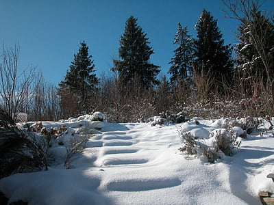 l'hivern, neu, natura, bosc d'avets, avets, paisatge, Swabian alb