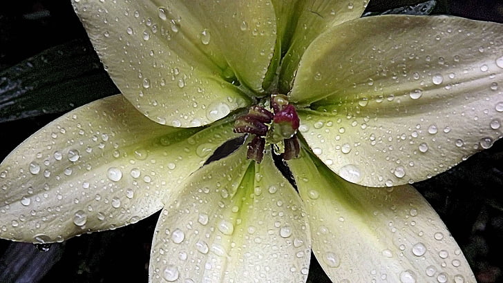 Lily, ľalia, biely kvet, kvapky, kvapky vody, mokré, dážď