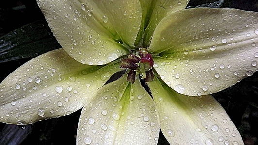 Лили, лилии, бели цветя, капки, капка вода, мокър, дъжд