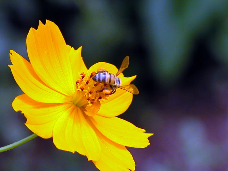 méh, sárga, virág, rovar, természet, nyári, közeli kép: