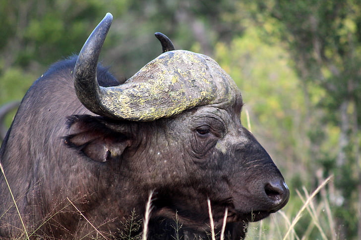 buffalo, animal, kenya, the strength of the, horns, nature, animals