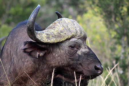 Búfalo, animal, Quênia, a força do, chifres, natureza, animais