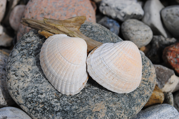 Clam skald, strand, steen, natuursteen collectie, Seashell