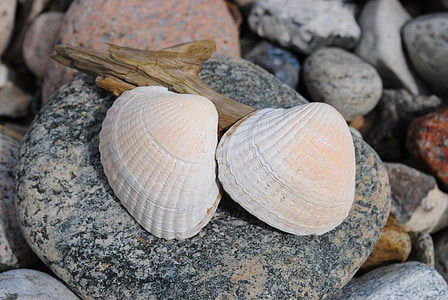 mussla skald, stranden, sten, sten samling, Seashell