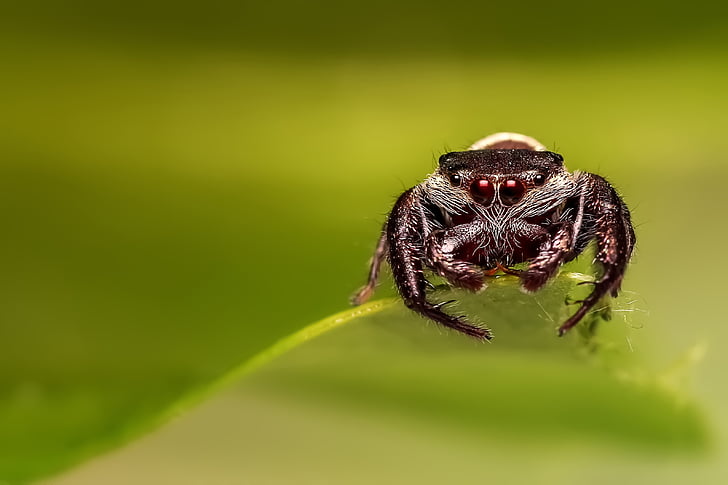 jumping spider, spider, insect, macro, jumper, nature, animal