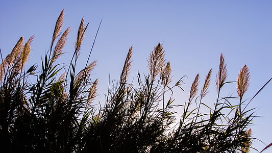 reeds, sky, light, autumn, nature, plant, blue