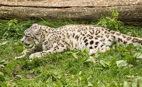 amurinleopardi, macan tutul, kucing, karnivora, satwa liar, hewan, menggembalakan kucing