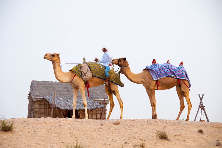 deserto, camelos, Dubai, camelo, Arábia, dromedário camelo, animal