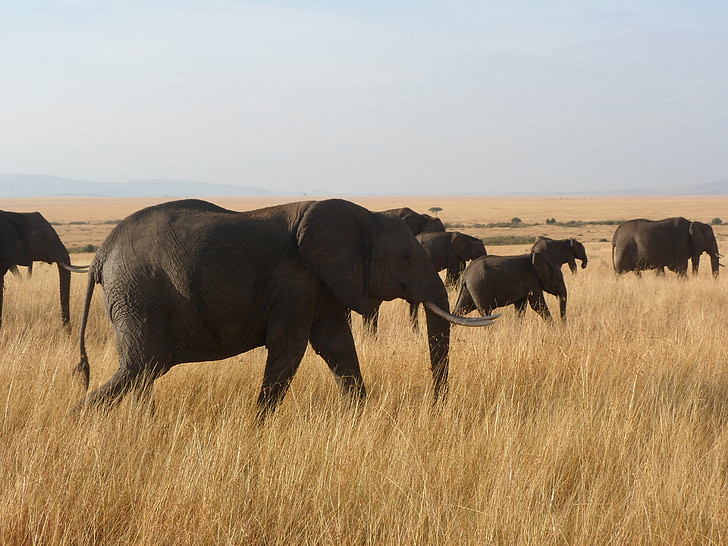 слоны, Африка, Дикая природа, сафари, Саванна, большие, пустыне