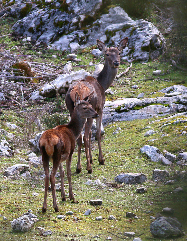 fallow deer, deer, mountain, andalusia, cazorla, animals, sun