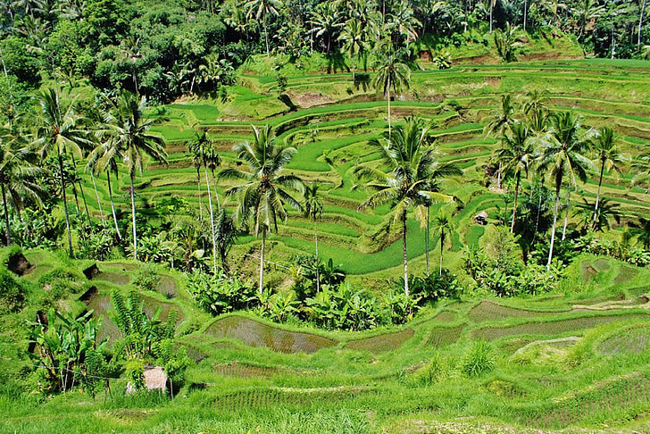 zelenje, neoluščeni, polja, riž, pridelkov, dlani, kokos