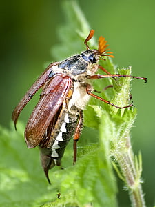 Maikäfer, Escarabajo de la, insectos, naturaleza, animal
