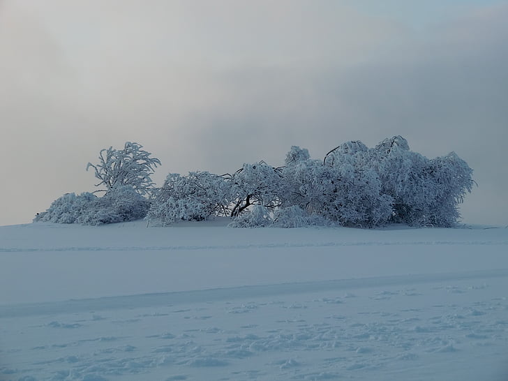 wasserkuppe, wintry, winter, snow, trees, frozen
