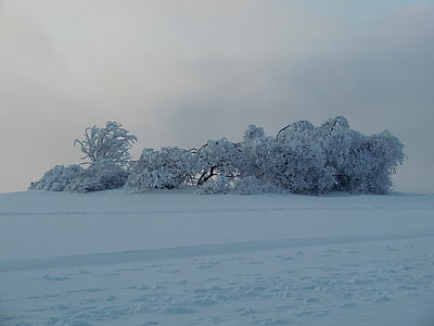 wasserkuppe, зимового, взимку, сніг, дерева, заморожені