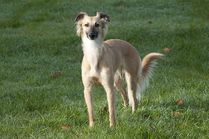 Silken angin sprite, Longhaired whippet, anjing, Greyhound