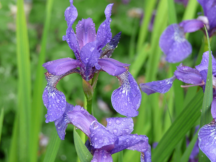 Iris, lill, vihmapiisad, õie, loodus, taim, õis