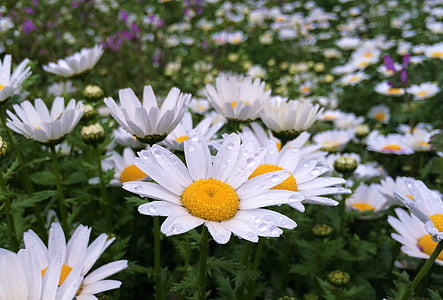 Daisy, sadetta, pisara vettä, vesi, Margaret, kukat, valkoinen