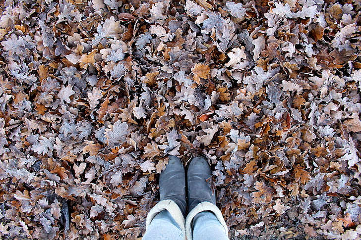 herfst, Bladeren, laarzen, bos, herfst kleuren, Gouden herfst, Fall gebladerte
