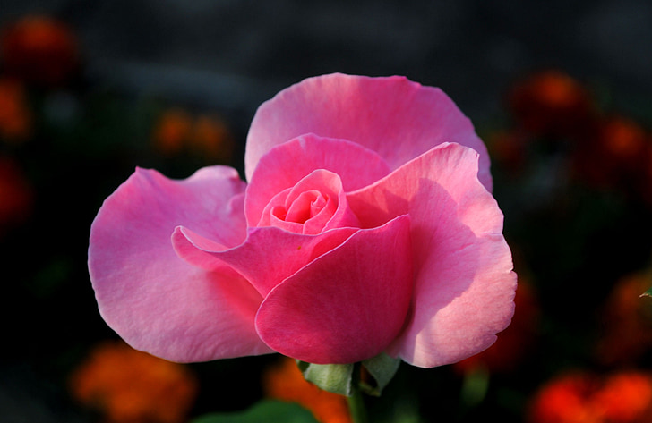 rose, flower, blossom, bloom, pink, plant, nature