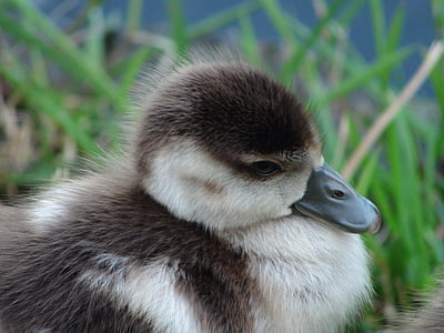 Baby duck, pīlēns, aizvērties, piemīlīgs, putns, ūdensputnu, mazs