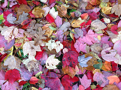 Herbst, bunte, Blätter, Herbstlaub, Goldener Herbst, Bäume, farbige