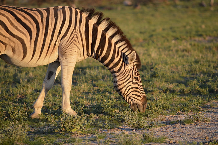 zebres, ratlles, zebra de menjar, verd, cavall salvatge, animal, Àfrica