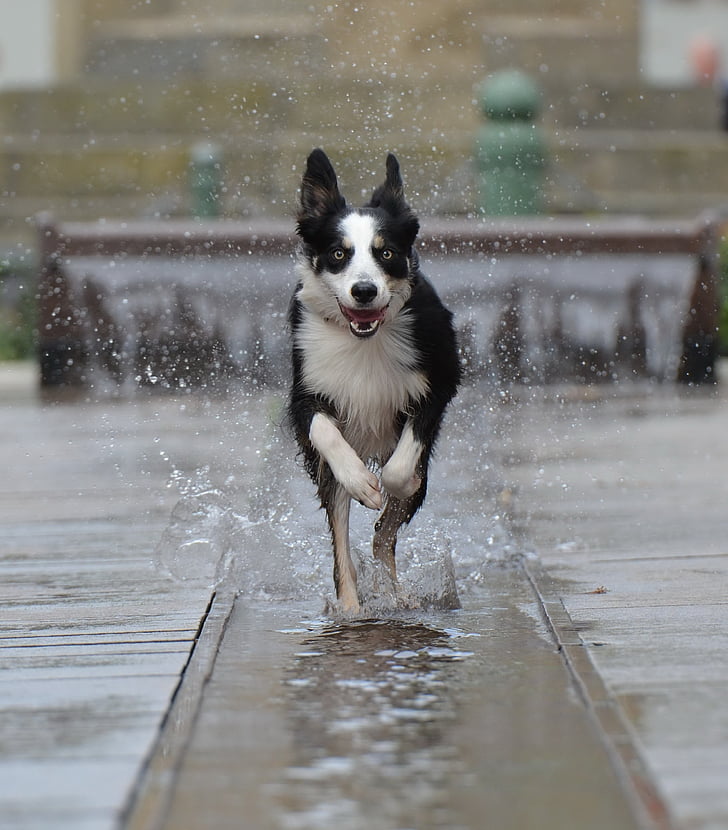 Bordercollie, Fountain city, Running dog, oude stad, water, fontein