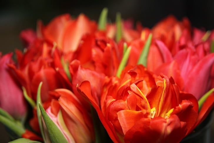 orange, tulip, bouquet, Tulips, Flowers, Red, Orange, Yellow