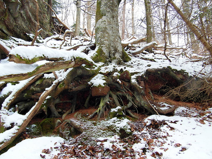 juur, talvel, lumi, metsa, puu