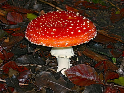houby, houby, Příroda, Les, podzim, podzimní les, Muchomůrka červená