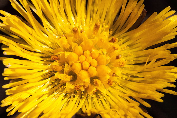Tussilago farfara, Hoa, vĩ mô, đóng, Blossom, nở hoa, màu vàng
