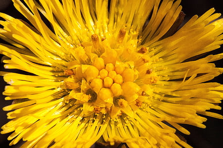Tussilago farfara, flor, macro, cerrar, flor, floración, amarillo
