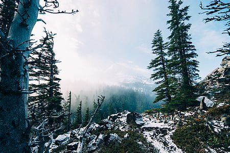 photo, pine, tree, mountain, daytime, forest, snow