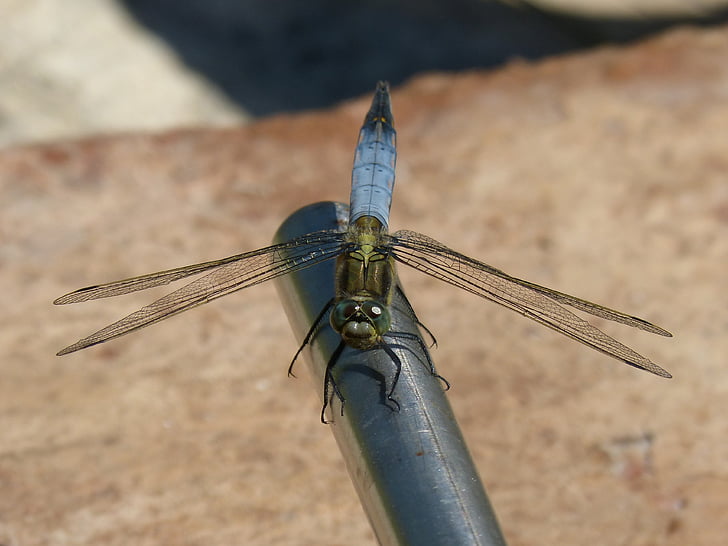Dragonfly, blå dragonfly, orthetrum cancellatum, bevinget insekter, detaljer, skjønnhet