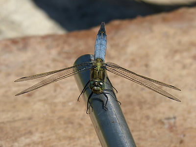 蜻蜓, 蓝蜻蜓, orthetrum cancellatum, 有翅膀的昆虫, 详细, 美