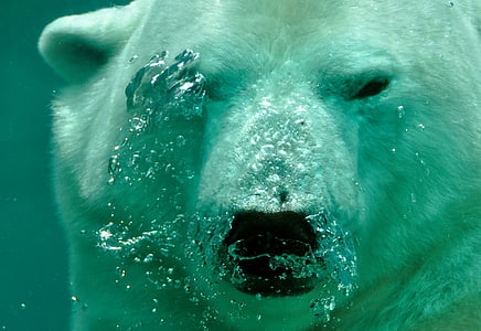 l’ours, eau, ours, animal, mammifère, faune, nature
