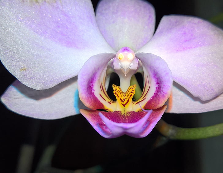 orhideed, lilled, Väga pikk eluiga, loodus, Orchid, kroonleht, lill