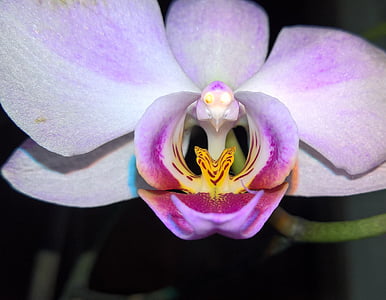 Orchideen, Blumen, sehr lange Lebensdauer, Natur, Orchidee, Blütenblatt, Blume