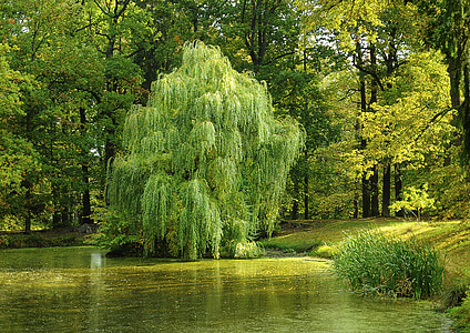 tree, pond, willow, nature, forest, surface, south bohemia