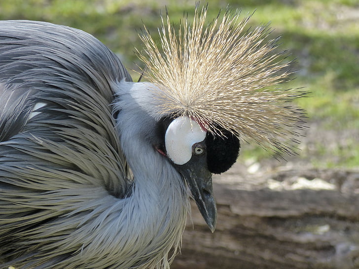 Grua coronada gris, Grua, ocell, Àfrica, Tanzània, Corona de primavera, balearica regulorum